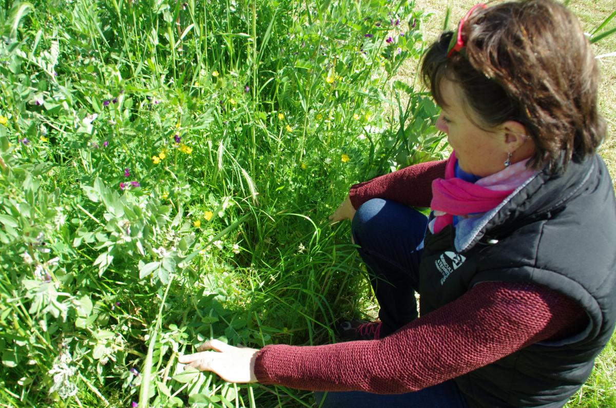 Stéphanie Guibert, conseillière à la chambre d'agriculture de Mayenne, participe aux expérimentations de prairies sous couvert