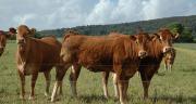 Dans l’Union européenne, l’offre de bovins devrait rester stable tandis que la croissance des importations continuera sa progression régulière. Photo : D. Bodiou.
