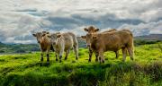 En Europe les cours de la viande bovine progressent toujours. ©Grafxart/AdobeStock En Europe les cours de la viande bovine progressent toujours. ©Grafxart/AdobeStock