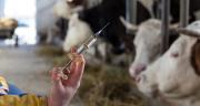 L’exposition des bovins aux antibiotiques grâce aux injectables a diminué de 20,6 % par rapport à 2011, et de 8,5 % entre 2018 et 2019. L’exposition aux antibiotiques via la voie orale a diminué de 34,1 % par rapport à 2011, et de 14,4 % entre 2018 et 2019. ©Budimir Jevtic/AdobeStock