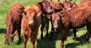 Les cours des jeunes bovins ralentissent. © Capude1957/AdobeStock Les cours des jeunes bovins ralentissent. © Capude1957/AdobeStock