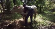 Yohan Guérin, ostéopathe animalier estime que les éleveurs sont de plus en plus ouverts à cette pratique.