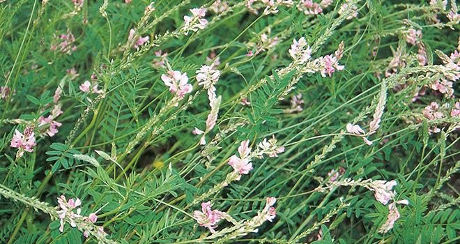 L'utilisation du sainfoin en alimentation est étudiée pour contenir le parasitisme des ruminants. 