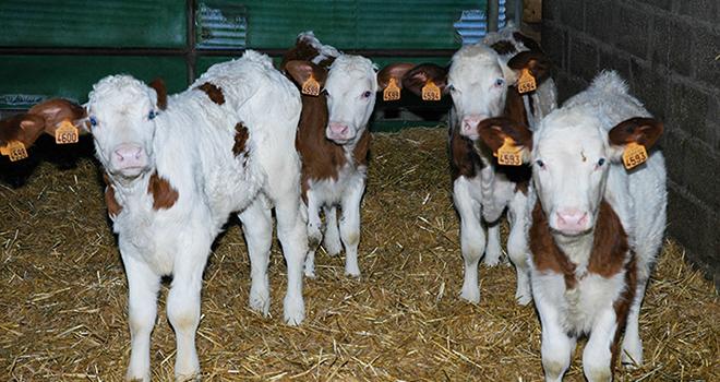 Le niveau d’exposition des veaux aux antibiotiques est passé de 5,74 en 2013 à 3,41 en 2016-2017, soit une baisse de 40 %. 