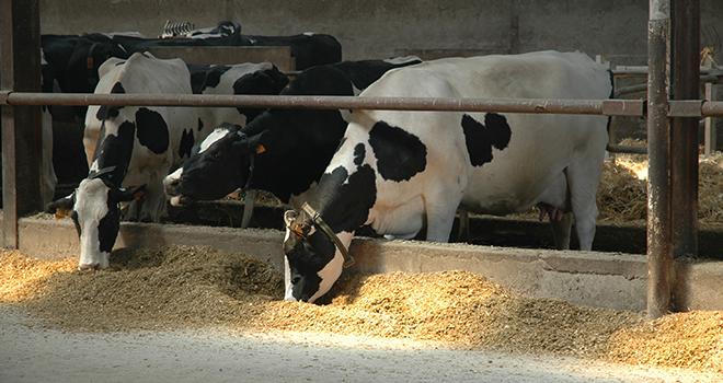 Les effets des mycotoxines sont le plus souvent sournois, difficiles à diagnostiquer, mais très répandus: manque d'ingestion, diminution de la production de lait et performances de reproduction décevantes. Photo: H.Grare/Pixel Image Les effets des mycotoxines sont le plus souvent sournois, difficiles à diagnostiquer, mais très répandus: manque d'ingestion, diminution de la production de lait et performances de reproduction décevantes.