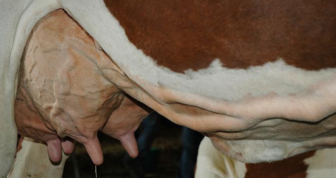 Les huiles essentielles peuvent être appliquées sur la mamelle, mais aussi dans certains cas sur l'épi du garrot, l'attache de la queue, par voie orale, etc. Photo : N. Tiers/Pixel Image