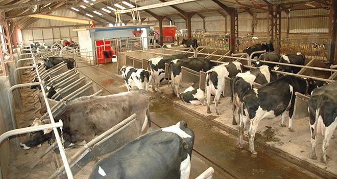 Le pâturage permet de réduire le travail d’astreinte jusqu’à 1h30 par jour par rapport à une conduite intégrale en bâtiment. Crédit photo : M. Lecourtier/Pixel Image