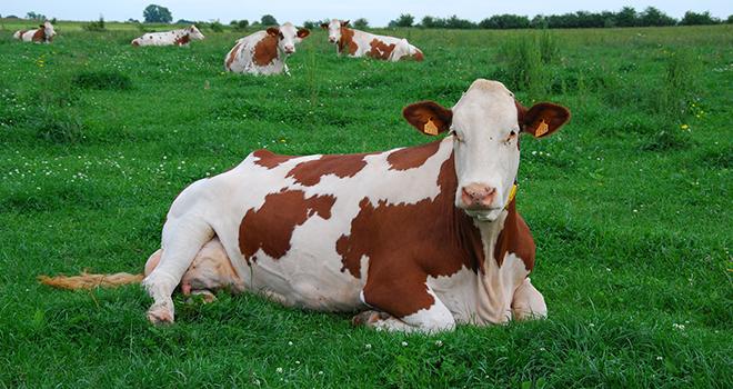 « Dans la nouvelle organisation, les organismes de sélection et les entreprises de conseils en élevage sont les binômes de demain », Pascale Parisot, directrice d’Allice. © M.Lecourtier/Média et Agriculture « Dans la nouvelle organisation, les organismes de sélection et les entreprises de conseils en élevage sont les binômes de demain », Pascale Parisot, directrice d’Allice.