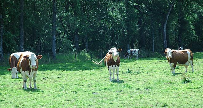 Les enjeux du tarissement sont l’amélioration de la qualité et de la production de lait, la limitation des troubles métaboliques, l’optimisation de la santé du veau et la préparation de la reproduction. ©Pixel6TM Les enjeux du tarissement sont l’amélioration de la qualité et de la production de lait, la limitation des troubles métaboliques, l’optimisation de la santé du veau et la préparation de la reproduction. ©Pixel6TM
