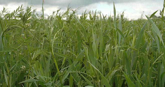 Les associations à base de vesce présentent les meilleurs compromis rendement-protéines. Photo: H.Grare/Pixel image