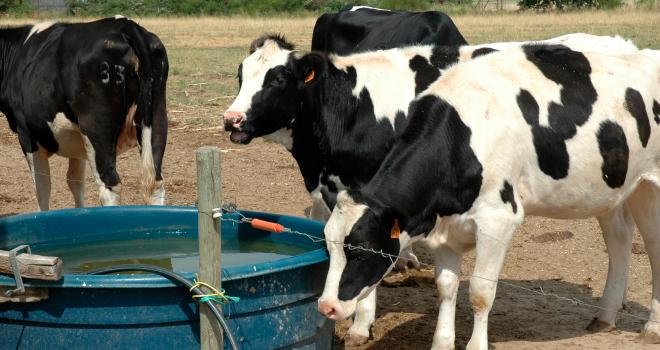 L’eau doit être disponible en qualité et en quantité. La recommandation est de 8 à 10 cm de points d’eau par vache. CP : Pixel6TM