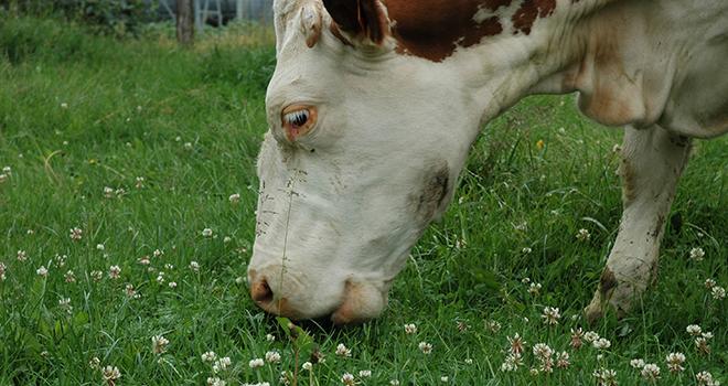 Les prairies temporaires constituent une source économique de protéines permettant de limiter la dépendance des éleveurs. Photo N. Tiers/pixel image. Les prairies temporaires constituent une source économique de protéines permettant de limiter la dépendance des éleveurs. Photo N. Tiers/pixel image.