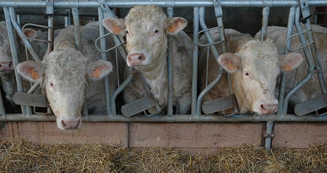 Pour un bâtiment de 200 jeunes bovins, le temps de préparation et de distribution de la ration est presque doublé avec une désileuse par rapport à une mélangeuse.
