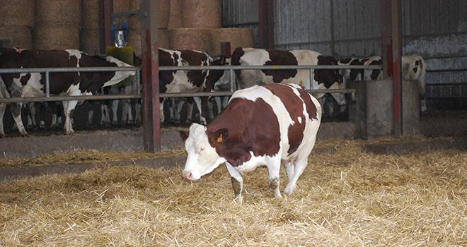 Sur aire paillée, le paillage doit être d'un kilogramme de paille par mètre carré et par jour.