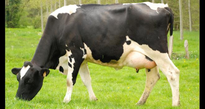 Nombre de concours bovins ont été annulés un peu partout en France suite à la crise sanitaire. Qu'à cela ne tienne : Prim'holstein France a décidé d'organiser un concours morphologique 100 % en ligne. CP : Pixel6TM