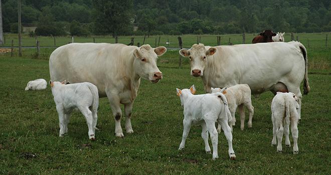 Faire de la croissance à l'herbe, sans complémentation, c'est possible. À condition de bien gérer le pâturage, c'est-à -dire de respecter quelques fondamentaux : exploiter l'herbe tôt et tard, ne pas la gaspiller, bien adapter le chargement et faucher tôt. Photo : H.Grare/Pixel Image. Faire de la croissance à l'herbe, sans complémentation, c'est possible. À condition de bien gérer le pâturage, c'est-à -dire de respecter quelques fondamentaux : exploiter l'herbe tôt et tard, ne pas la gaspiller, bien adapter le chargement et faucher tôt. Photo : H.Grare/Pixel Image.