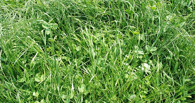 La production de lait bio augmente grâce à la meilleure efficacité des exploitations laitières biologiques, et à une année 2014 particulièrement lactogène avec un climat favorable à la pousse de l’herbe. Photo : N. Tiers/Pixel image