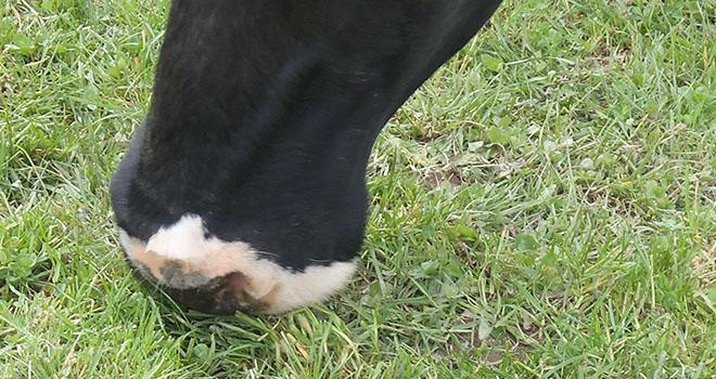 Le pâturage d'automne permet de bien valoriser la pousse des prairies à l’automne. Crédit photo : N. Chemineau/Pixel Image