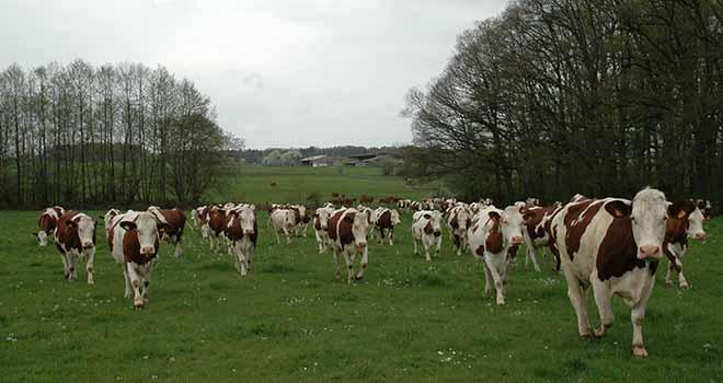 Avec la vague de conversion en cours, il faut développer la demande de lait bio. Photo : H. Grare/Pixel image