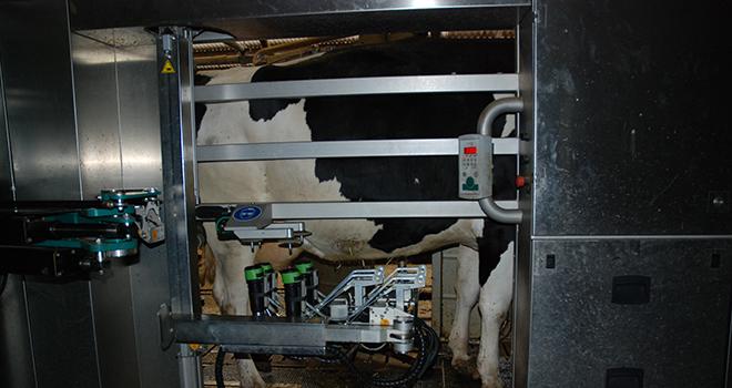 La mise en place d'un robot de traite modifie la stratégie d'alimentation. Attention à ne pas trop augmenter la quantité de concentrés. 