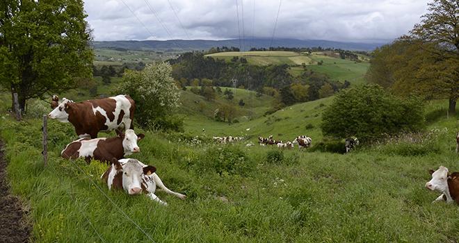 Dans le Jura, les Vosges, les Alpes du Nord et l'ouest du Massif-central, le taux de reprise des exploitations laitières est meilleur que la moyenne nationale, proche d'une installation pour quatre départs. Photo: Magalie Ballan/Pixel Image Dans le Jura, les Vosges, les Alpes du Nord et l'ouest du Massif-central, le taux de reprise des exploitations laitières est meilleur que la moyenne nationale, proche d'une installation pour quatre départs.
