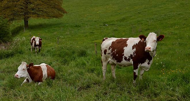 La France a le meilleur potentiel laitier de toute l'Europe. CP : H. Grare/Pixel Image