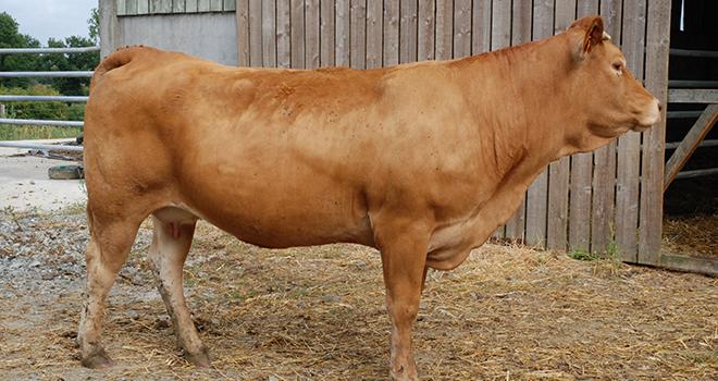 La réflexion des acteurs des Pays de la Loire a principalement porté sur la valorisation des femelles allaitantes. Photo : N. Tiers/Pixel image