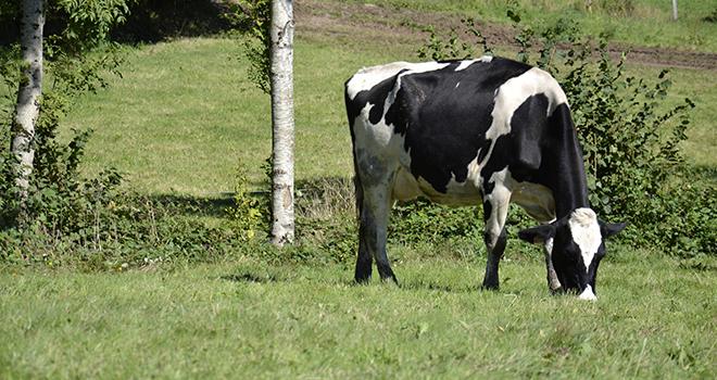 La hausse de la collecte européenne en 2015 devrait être comprise dans une fourchette de +1% à +2%. Photo: M.Ballan/Pixel image La hausse de la collecte européenne en 2015 devrait être comprise dans une fourchette de +1% à +2%.