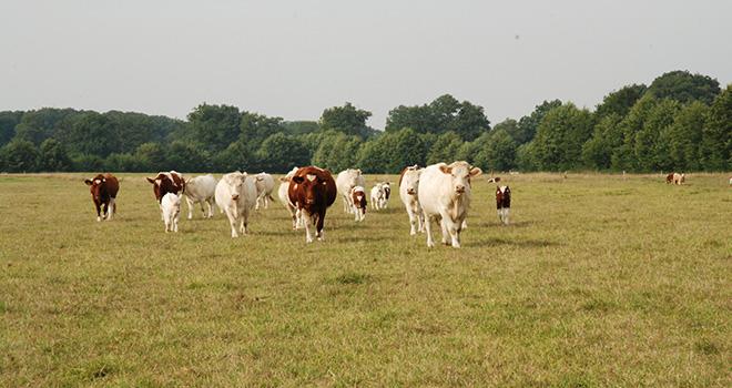 Selon tous les scénarios, le cheptel français sera réduit d’ici à 2050 dans des proportions totalement différentes selon les cas. Photo : N. Tiers/Pixel image. Selon tous les scénarios, le cheptel français sera réduit d’ici à 2050 dans des proportions totalement différentes selon les cas. Photo : N. Tiers/Pixel image.