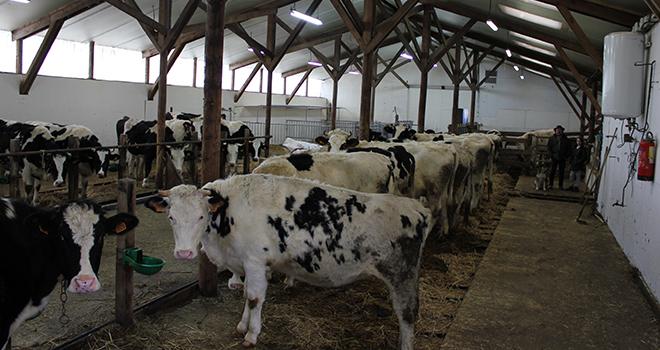 Les candidats à l’élevage de génisses sont plutôt des gens qui arrêtent le lait et qui cherchent un autre usage à leurs bâtiments. Photo: Magalie Ballan/Pixel image.