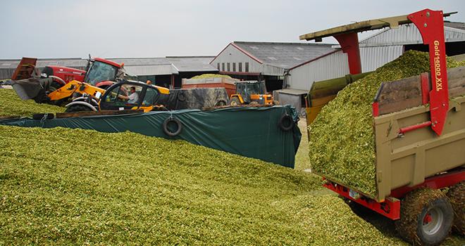 Les chantiers d'ensilage se sont déroulés dans de bonnes conditions, et les rendements en maïs fourrage sont supérieurs de 1 à 2 t/ha par rapport à la normale, voire 3 tonnes. © M. Lecourtier/Pixel image