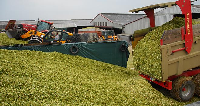Un ensilage peu ou pas assez tassé peu entraîné de lourdes pertes de fourrages. Photo: M. Lecourtier / Pixel image Un ensilage peu ou pas assez tassé peu entraîné de lourdes pertes de fourrages. Photo: M. Lecourtier / Pixel image