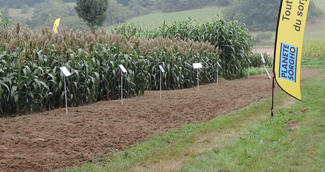Barenbrug indique que le sorgho a connu une bonne évolution de sa génétique depuis deux ans. Photo: Amélie Lavoisier/Pixel image. Barenbrug indique que le sorgho a connu une bonne évolution de sa génétique depuis deux ans. Photo: Amélie Lavoisier/Pixel image.