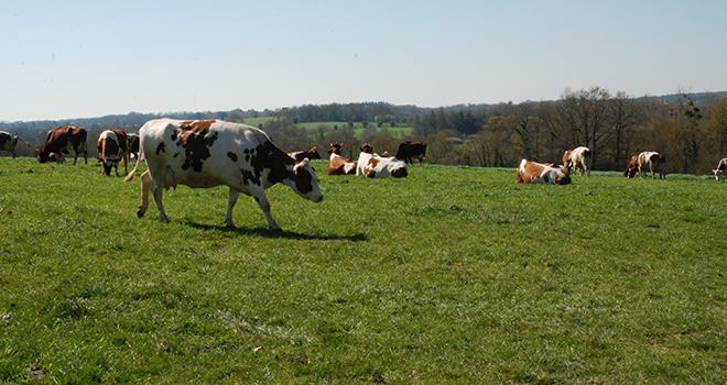 Praigly, un projet de recherche pour détruire les prairies sans labour ni glyphosate. Photo : /Pixel6TM
