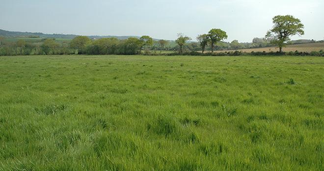 Le pouvoir fertilisant des engrais azotés est largement amélioré sur une parcelle chaulée. Photo : D. Bodiou/Pixel image