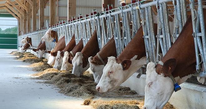 58 000 tonnes de tourteau de soja sont utilisées chaque année par les producteurs laitiers partenaires de Bel en Europe. Photo : N. Tiers/Pixel image 58 000 tonnes de tourteau de soja sont utilisées chaque année par les producteurs laitiers partenaires de Bel en Europe. Photo : N. Tiers/Pixel image