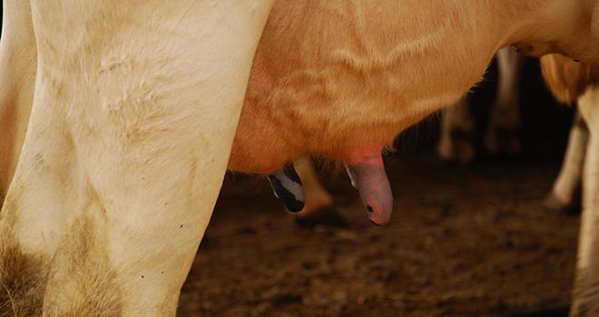 Baisse de la production laitière, réformes anticipées, lait écarté, frais vétérinaire, perte de temps à la traite... sont autant de conséquences des mammites. L'impact économique d'une mammite clinique s'élève à 230 euros/vache/an. La perte de revenu peut aller jusqu’à -30 euros/1000l. © M.Lecourtier/Pixel Image.