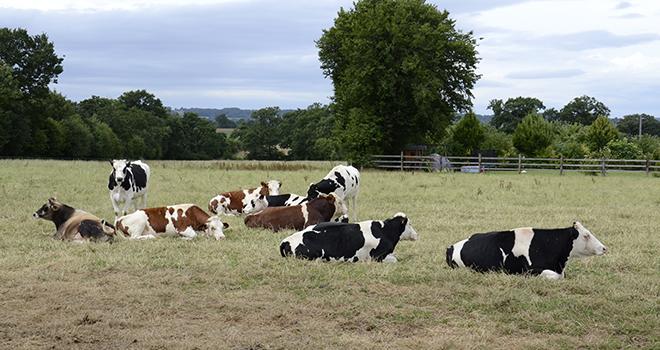 La forte baisse du prix du lait à la production entraîne une forte chute du revenu des éleveurs en 2015, d’autant que dans certaines régions la canicule et la sécheresse ont affecté la production par vache. Photo : A. Cotens/ Pixel image La forte baisse du prix du lait à la production entraîne une forte chute du revenu des éleveurs en 2015, d’autant que dans certaines régions la canicule et la sécheresse ont affecté la production par vache. Photo : A. Cotens/ Pixel image