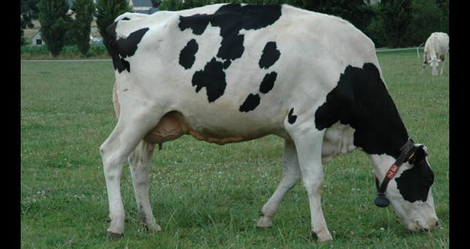 L'union Gènes Diffusion a obtenu l'agrément d'OS pour la race holstein le 31 juillet 2020. CP : D. Bodiou/Pixel6TM
