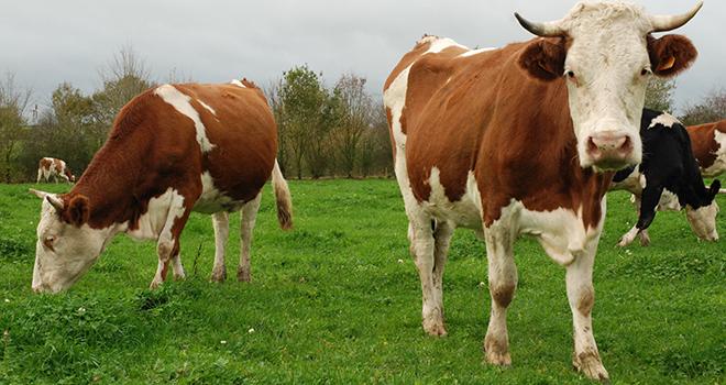 L’événement Tech&Bio mobilise particulièrement les équipes de la chambre d’agriculture de Haute-Saône. Photo : Pixel6TM L’événement Tech&Bio mobilise particulièrement les équipes de la chambre d’agriculture de Haute-Saône. Photo : Pixel6TM