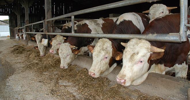 La réduction structurelle du cheptel laitier et la décapitalisation du cheptel allaitant depuis 2017 limitent les disponibilités de toutes les catégories. © Pixel6TM
