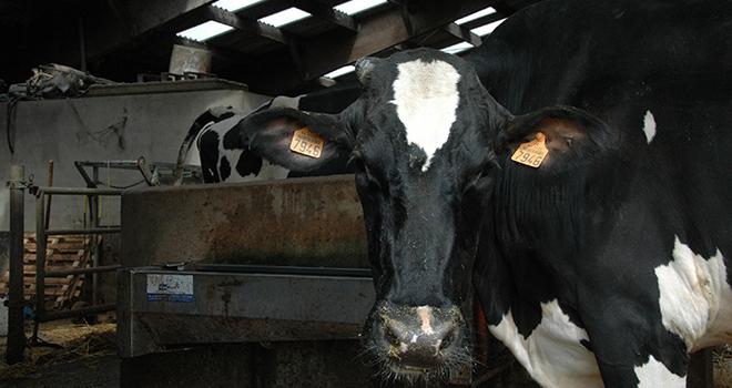 À partir de 2,5 g/l de bouse dans l'eau, les animaux ont tendance à bouder un abreuvoir. Photo : H.Grare/Pixel Image À partir de 2,5 g/l de bouse dans l'eau, les animaux ont tendance à bouder un abreuvoir. Photo : H.Grare/Pixel Image