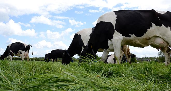 Louer dix hectares supplémentaires pour allonger la rotation.