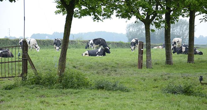 La prise en compte du stockage de carbone des prairies et des haies compense entre 6 et 50 % des émissions de GES. Photo : A.Cotens/Pixel image