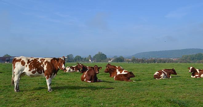 L’Anses a estimé nécessaire de réaliser une réflexion approfondie sur le bien-être animal. 