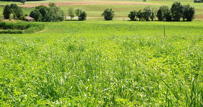 Implanter une luzernière, la solution pour gagner en autonomie protéique.