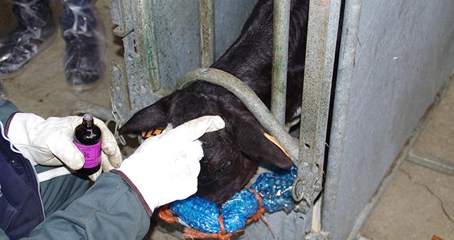 Les huiles essentielles peuvent s’utiliser en voie cutanée, respiratoire, utérine, oculaire et orale.