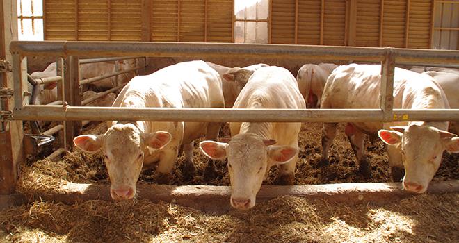 L'unité Bioepar de l'Inrae a conçu un algorithme permettant d'optimiser les distances de transport des jeunes bovins. ©Pixel6TM L'unité Bioepar de l'Inrae a conçu un algorithme permettant d'optimiser les distances de transport des jeunes bovins. ©Pixel6TM