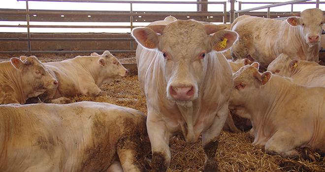 Le cahier des charges impose que le coût de préparation des animaux commandés par le porteur de démarche soit répercuté au premier acheteur. ©Pixel6TM Le cahier des charges impose que le coût de préparation des animaux commandés par le porteur de démarche soit répercuté au premier acheteur. ©Pixel6TM