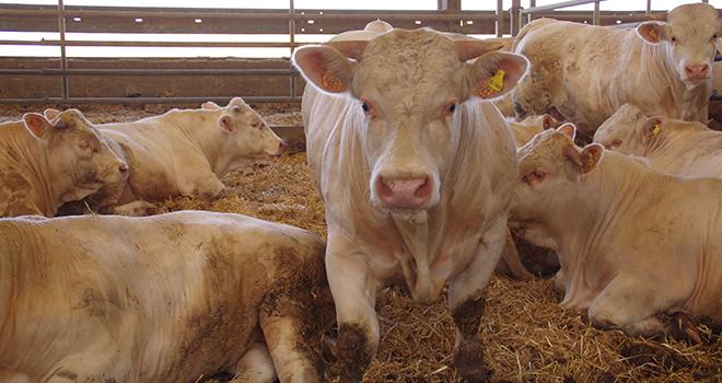 Les jeunes bovins gagnent entre 12 et 19 centimes en quatre semaines. © MD.Guihard/Pixel6TM Les jeunes bovins gagnent entre 12 et 19 centimes en quatre semaines. © MD.Guihard/Pixel6TM